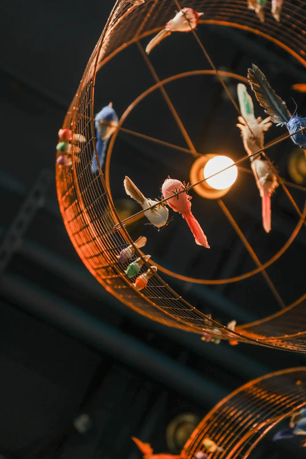 Birdcage lights, bantr wausau